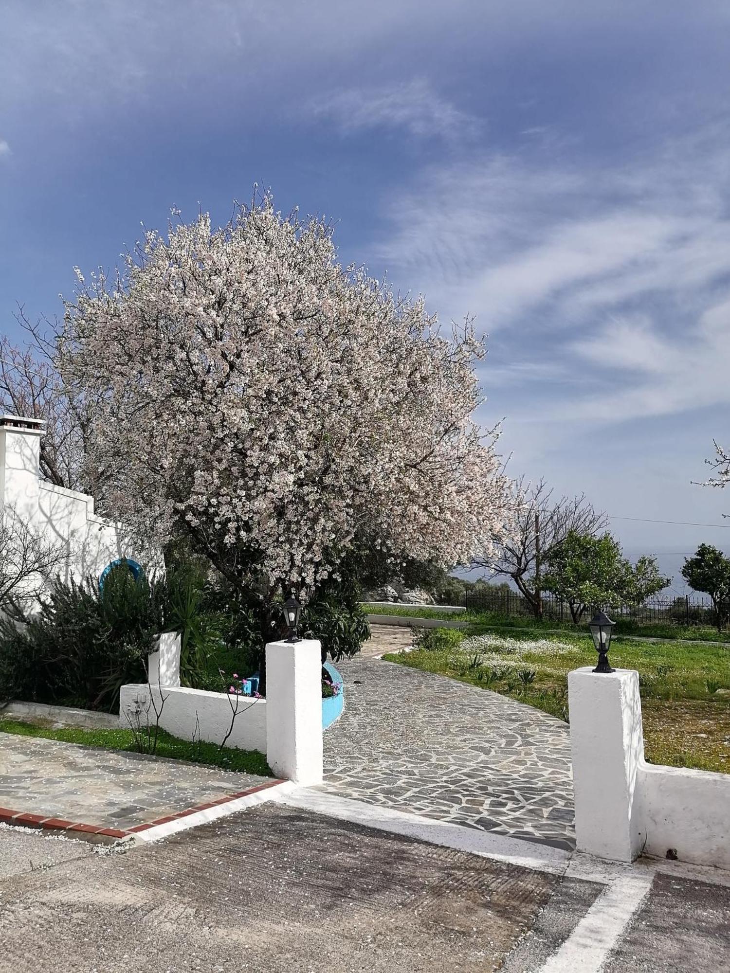 Studios Ioanna Limnionas Samos Marathokampos Bagian luar foto